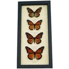 Monarch Butterfly Collection Real Framed Butterflies Danaus Plexippus Taxidermy