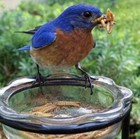 Live Mealworms -grown Organic Meal Worms For Reptiles - 100 Count Feeder Insects
