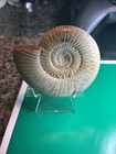 Madagascar Ammonite Fossil White Ribbed 129g Natural