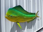 53  Bull Dolphin  green Hornet  Half Mount - Quick Production