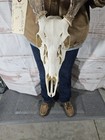 Wild 8 Point Whitetail Deer Antler Rack Horn Skull European Mount Man Cave 105 