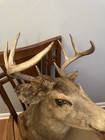 1946 Michigan Non Res Whitetail Deer Taxidermy Mount 8 Point Buck  Tag   A2372