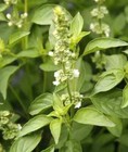 Lime Basil Seeds  Hoary Basil  Non-gmo  Variety Size Packets  Free Shipping