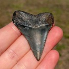 Marbled Nc Great White Shark Tooth Fossil Sharks Teeth Fossils Ocean Ancient
