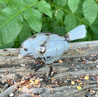 New Primitive Chick Recycled Metal  6 t X 3 75 w X 2 75 d Gray Rustic Farmhouse