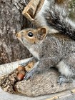 Gray Squirrel Taxidermy  Squirrel Mount  Taxidermy  Mancave  Nature  Gift  New 
