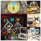 Real Butterfly Specimens  Butterfly Specimens Of Different Colors And Styles  Us