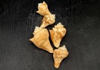 Carved Conch Shell Decorative Oceanic Animals  5 Shells Approx  3  Inches 