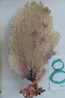 2-natural Sea Fan - Coral - Sea Whip - Free Shipping 8 X 4 5  7 X 4 5 Inches