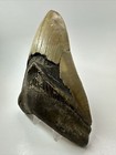 Megalodon Shark Tooth 5 46inch - Serrated - Authentic Fossil - Huge - Real 17975