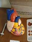 Anatomical Human Heart Model Heart Teaching Model 1 1 Life Size 2 Parts Dr Wong