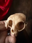 Conjoined Cat Skull Oddities And Curiosities Replica  aged 