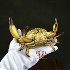 Crab Specimen Myomenippe Hardwickii  Museum-quality Taxidermy   Display Box