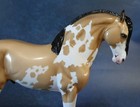 Peter Stone Andalusian Criollo Glossy Buckskin Pinto Stallion Le 43 Flaw