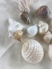 Lot Of 10   seashell Lot Various Sizes And Shells Beautiful Selection Craft Beach