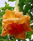 Orange Double Angel   s Trumpet Seeds   Blooms   Flowers   Instead Of Flowers