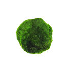4cm Marimo Moss Ball Cladophora Live Aquarium Plant Fish Tank Plant Decor