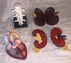 Group Of  Anatomical Models  Including  Pharm Advertising For Vertebrae