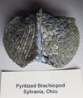 Pyritized Brachiopod Sylvania Ohio 2 X 1 1 2 X 1