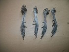 4 Fresh Frozen Pheasant Feet Taxidermy Mount Repair Native Craft Ring Neck Male 