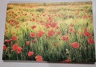 18 x12  Canvas Print On Wood Frame Flowers In Field Orange Green Nature Scenic 