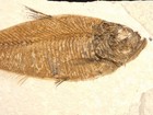 X-ray Bones  Long 50 Million Year Old Diplomystus Fish Fossil Wyoming 452gr