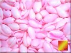 50 Pink Bubble Shells Seashells 3 4  - 1   Beach Craft Wedding Decor