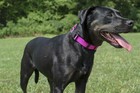 Country Brook Design   1 Inch Deluxe Dog Collar Kit With Nylon Webbing