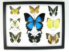 9 Beautiful Butterflies In Xl Showcase  Framed  Real Taxidermy - A-09-ulysses-09