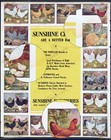 Sunshine Chicks Hatcheries 1914 Vintage Advertising Poster Print Retro