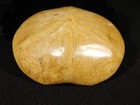 Big  Polished 150 Million Year Old  Sand Dollar Fossil Madagascar 229gr
