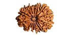 14 Mukhi Rudraksha Original Certified 14 Face Rudraksha From Nepal