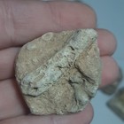  Fossils Lot