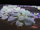 40plants Water Lettuce Pistia Stratiotes Live Aquarium Freshwater Floating Plant