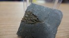 Geological Enterprises Cambrian Fossil Echinoderm Gogia Palmeri  Idaho