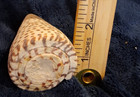 Vintage General Cone Sea Shell Conus Literatus Lettered Cone Coastal Decor 3 5 