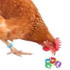 Chicken Leg Bands  Numbered   Multi-colored Poultry Plastic Bands For Ducks     