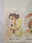 Vintage 1963 Sargent-welch Bull Frog Anatomy Chart 48 x36  Zoology Biology Flaws