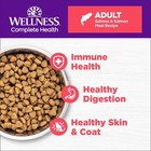 Complete Health Adult Dry Cat Food For Indoor And Outdoor Cats  Wholesome Gra   