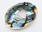 Natural Paua Abalone Shell  5 - 5 5 Inch  Smudging  Coastal Crafts  Decorating