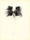 Antique Papillon Print Ch Offley Coquette 1935 Wardle Art Cfw 7101n