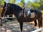 Kieffer Classical Style    sternberg    Size 1  16 5-17 5  long Flap Dressage Saddle
