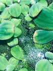4 Water Lettuce Sm baby Water Lettuce Freshwater Floating Plants Pond tank