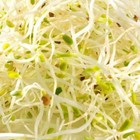 Sprouting Seeds Certified  non-gmo  Organic Alfalfa Seeds