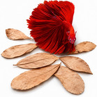 50 Pcs Catappa Indian Almond Leaves     2    Water Conditioner For Betta Fish Tan   