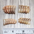 4 Small  Rattlesnake Rattles   1667    Taxidermy Diamondback Sidewinder