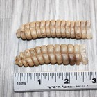 2 Extra Large Rattlesnake Rattles   760    Taxidermy Diamondback Sidewinder