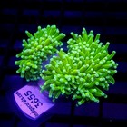 Neon Green Malaysian Torch Coral Double Head Wysiwyg - Indigo Corals - Ic 3655