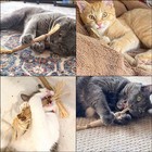 4 Pack Natural Silvervine Sticks For Cats - Chew Toys Kittens Teeth Brown 