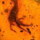Lizard Remains In Burmese   Burmite Amber Fossil   100  Genuine